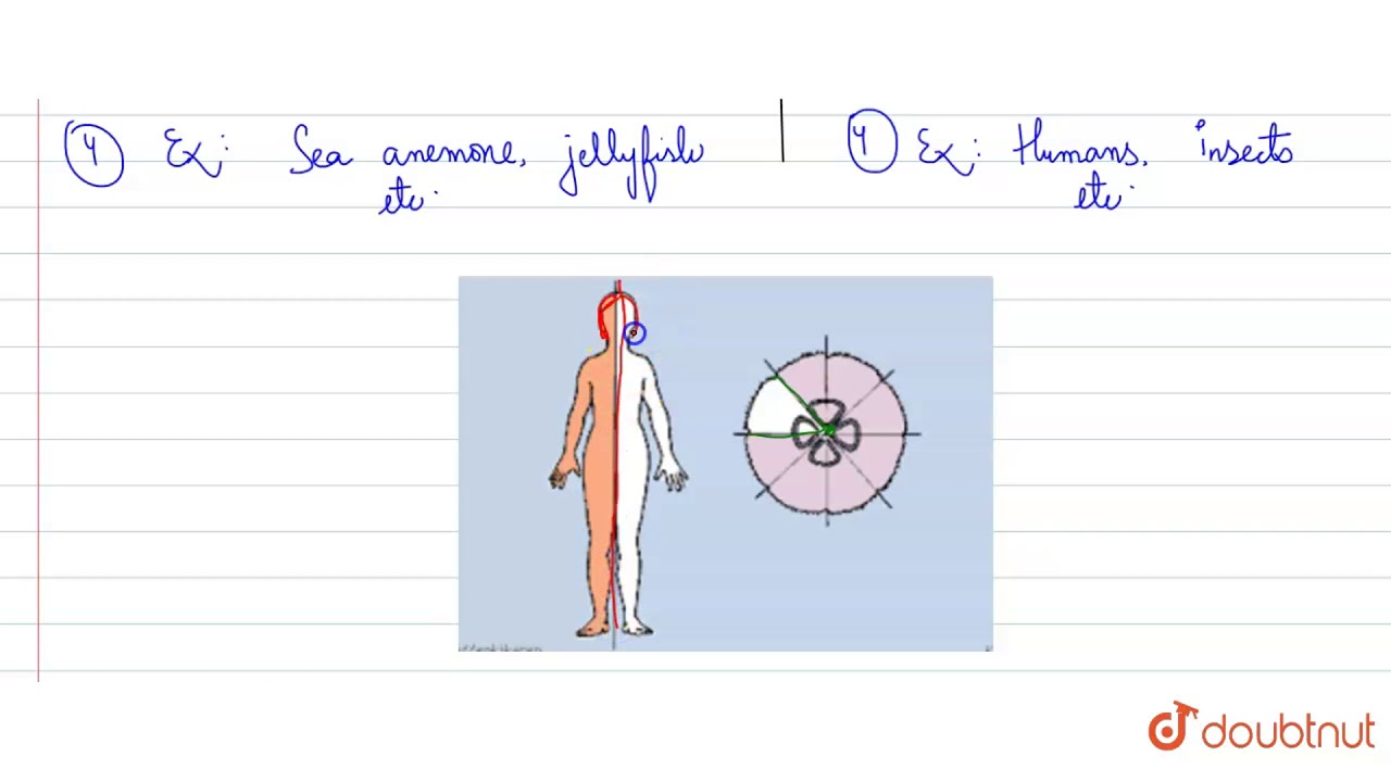 Human Have Bilateral Symmetry