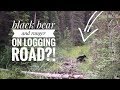 Why driving expedition vehicle on a logging road on a sunday