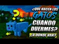 🤔 ¿Qué Hacen los gatos cuando duermes? 👉 ¿A DONDE VAN? 👈