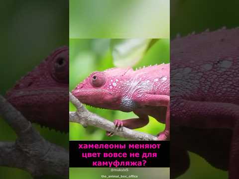 5 мифов о животных, в которые все верят! #wowfacts #Животные #Мифы #факты #хочуфакты #почему