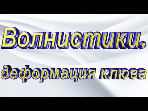 Волнистые попугаи. Деформация клюва