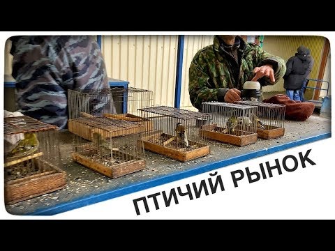 Щеглы. Птичий рынок Садовод. Москва