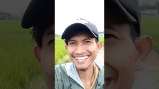 ker di sawah Batur hla #viralkansaja