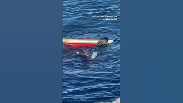 Sea otter steals surfboard in California