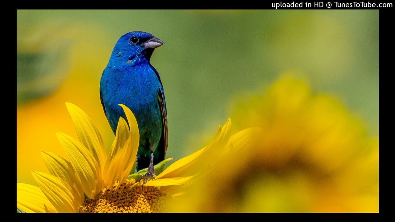 Solesystem & El Aero - Birds (Original Mix)