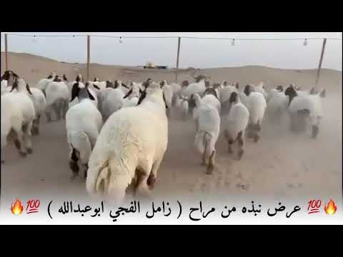 عرض من حلال مراح المربي القدير زامل الفجي ابوعبدالله من دولة الكويت الشقيقة الله يبارك له