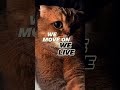 STOP Trying to be PERFECT It's Holding You Back #motivation #cat