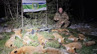 Охота на лис! 