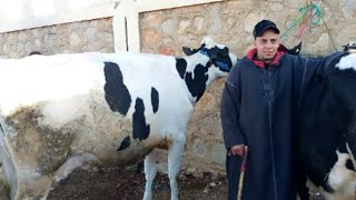 سوق مكناس الأربعاء رحبة ديال الأبقار واتمنة مختلفة ليوم 2/3/2022