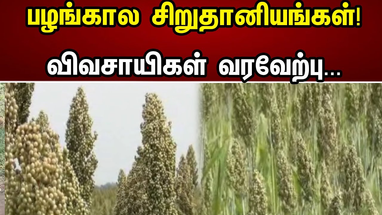 பழங்கால சிறுதானியங்கள் | விவசாயிகள் வரவேற்பு | Theni | Farmers | Corn | chanakyaa News