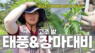 태풍, 장마철 대비 고추밭 줄치기 작업과 관리 방법을 자세히 알려드립니다!