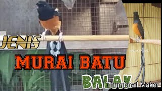 Jenis jenis murai batu balak