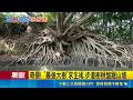 三立獨家｜奇景! "最強大樹"求生術.步道樹根盤距山坡｜三立新聞LIVE