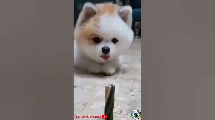 Video 3430231: compilations funny pets, cutie pets, pets fun, pets love, laugh cat