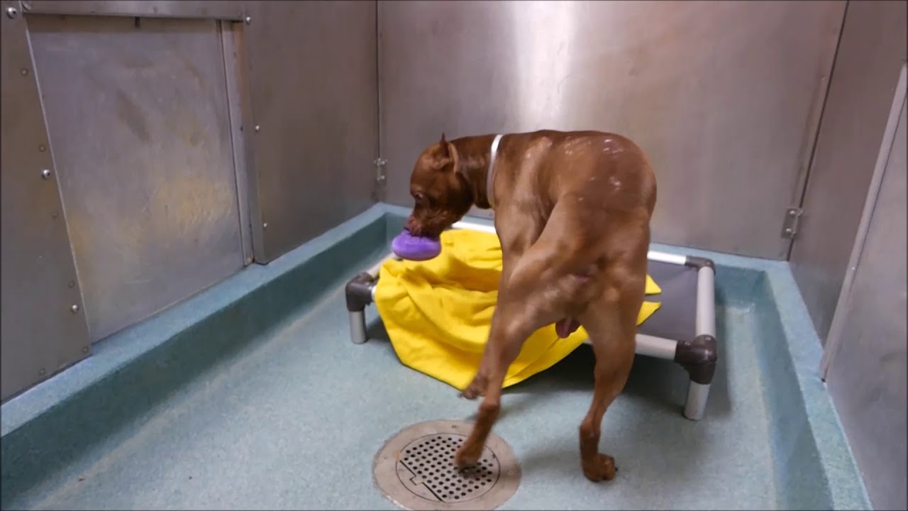 Logan - A1121393 - Brooklyn ACC camera iphone 8 plus apk