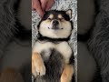 ASMR Meditation With A Beautiful Dog ای اس ام ار با هاپو ASMR Meditation With A Beautiful Dog ای اس ام ار با هاپو