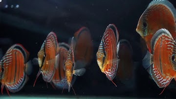 Vẻ đẹp của dòng cá dĩa hoang dã