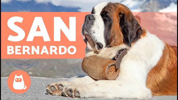 La belleza de los perros Pastor Inglés / entrevista a Nestor Arriaga 