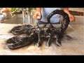 Unexpected ideas with Cement | Beautiful Giant Scorpion From Cement | DIY cement craft ideas