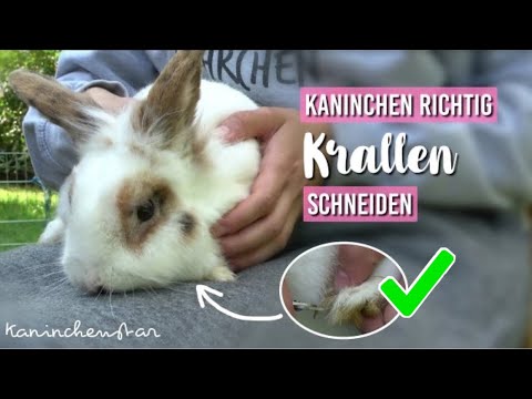 Video: Wie man ein gesundes Kaninchen aufzieht (mit Bildern)