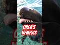 The Dolphin That Fights Orcas 😳 (ORCA'S NEMESIS)