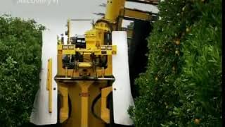 Orange Juice Making Process in Factory