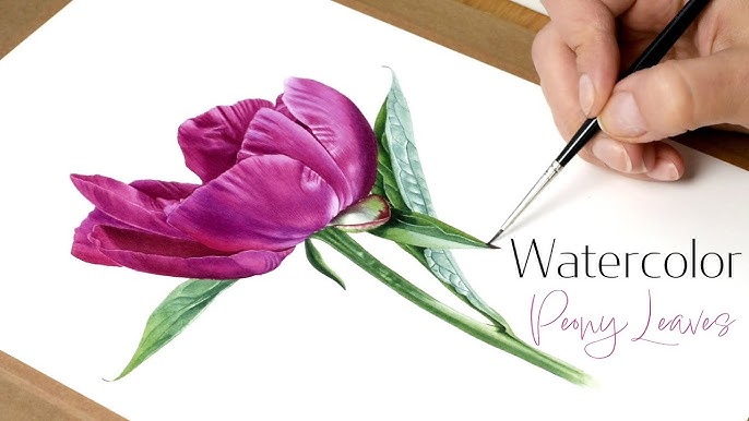 Scientific Illustration Class: Drawing a Rose Petal with a Dew