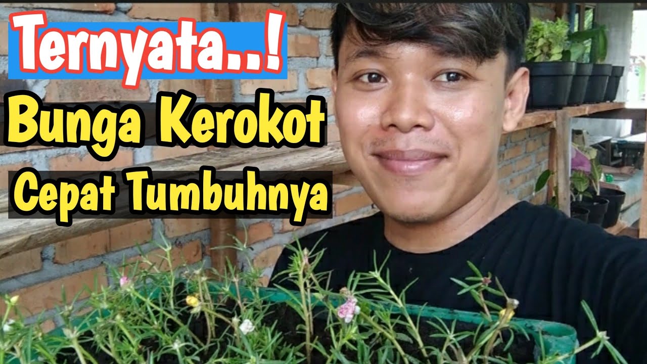 Tanam Bunga  Krokot  Ingin Dibentuk Menjadi Bonsai YouTube 