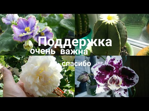 Ура Надежда Лаптева на Ютубе, наконец то, наша цветочная семья пополнилась