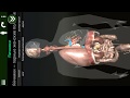 Внутренние органы в 3D (анатомия). "RU"