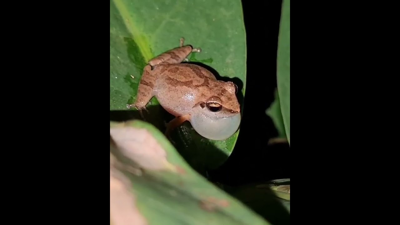 Tree Frog Mating Call