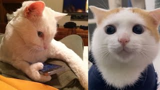 Try Not To Laugh 🤣 New Video Of Funny Dogs And Cats 😹 - Meow Pet Part 9