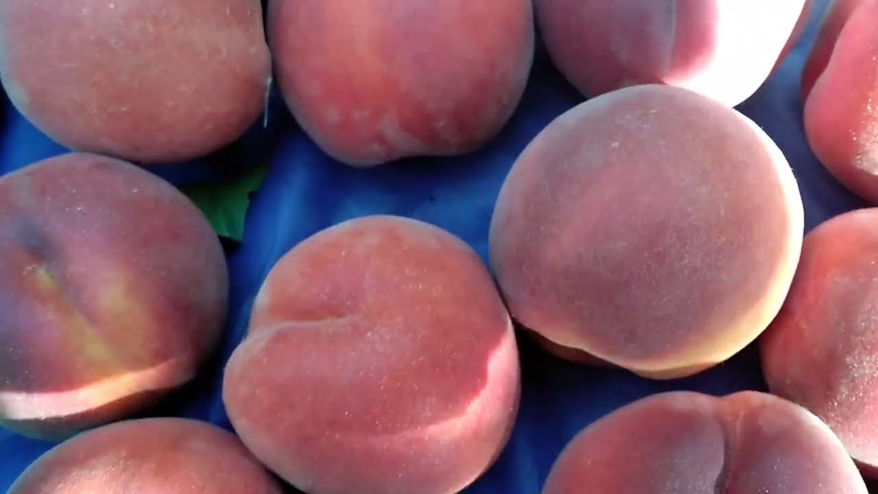 Пізні сорти персика . РОЯЛ ПРАЙД . Солодкий ,красивий, урожайний. Обзор.