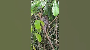 Persistence prevails when all else fails