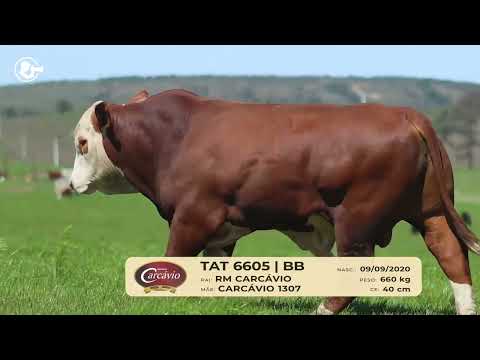 LOTE B06   TAT 6605