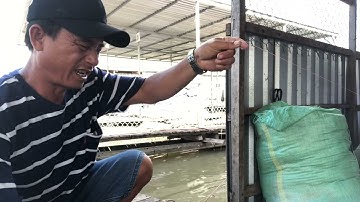 [CÂU CÁ] - CÂU CÁ CỐC - DÍNH CÁ VỪA TO - NGON LÀNH LUÔN CÁC BẠN