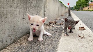 The kitten lost its mother on the highway, If not rescued in time it will be in danger...