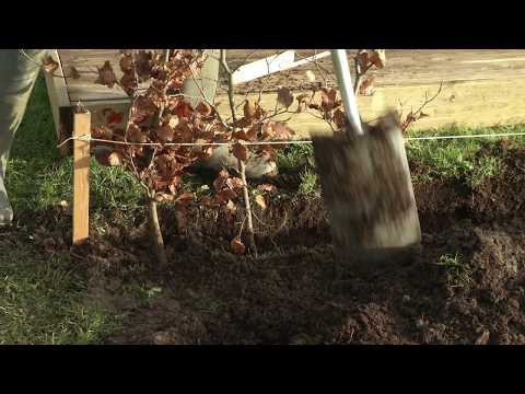 Video: Koldt hårdføre buske til hække: Dyrkning af hække i zone 5-landskaber