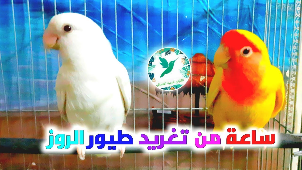 تغريدروز/صوت روز /ساعه كامله