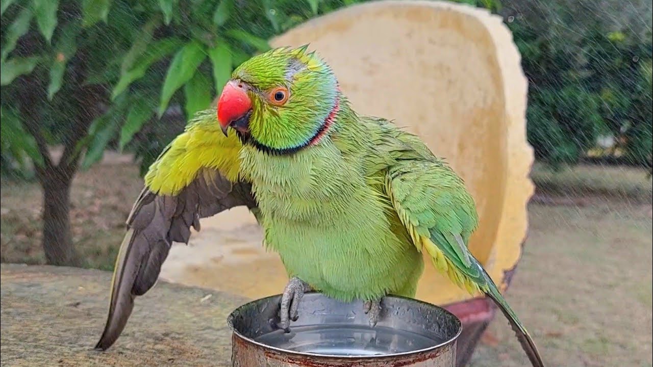 Indian Ringneck Parrot Taking a Shower YouTube