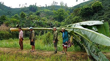 ĂN HOA CHUỐI KHỔNG LỒ NHẤT THẾ GIỚI | Nhịp Sống Tây Bắc