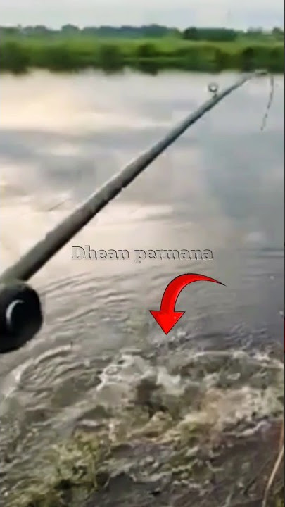AMUKAN IKAN TOMAN MONSTER BIKIN REEL MENJERIT#Shorts#BIGfish