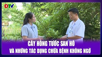 Những bài thuốc từ cây hồng tước san hô | Vị thuốc quanh ta 28-10-2025 | Điện Biên TV