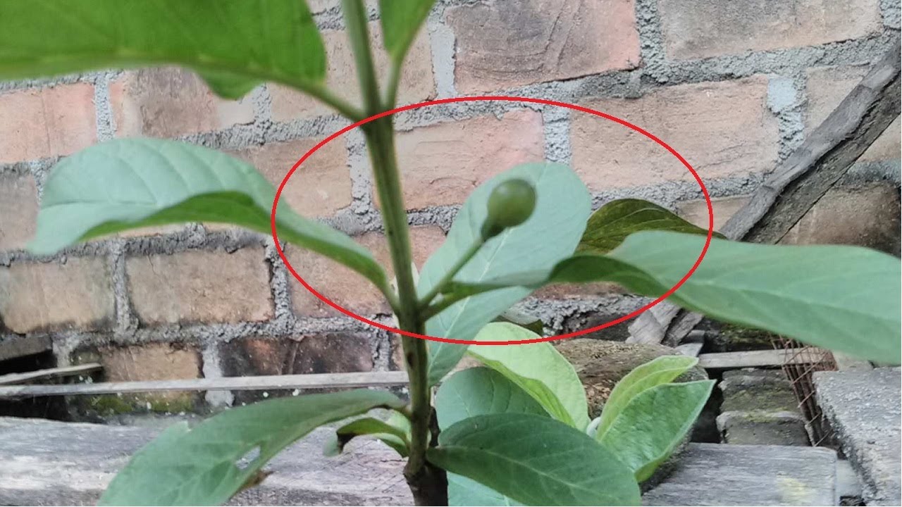 DUA PENYEBAB RONTOK BUAH JAMBU KRISTAL TABULAMPOT YANG PALING SERING TERJADI