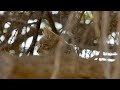 African Wild Cat Knowledge Assessment