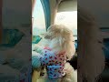 #CuteDog #motivation #dhurandharteaser #viralvideo #movie