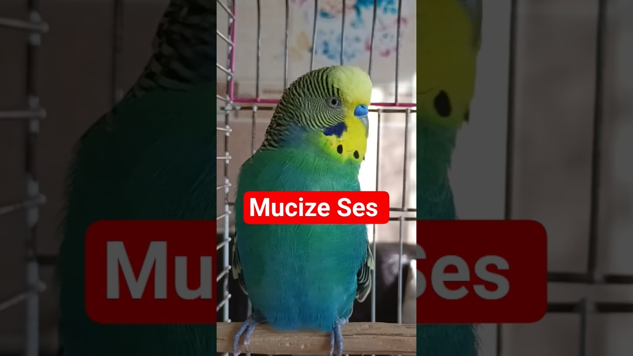 Geri Dönecek! 😍 Kaçan Kuşun İçin Etkili Ses #birds #muhabbetkuşu #birdsong #budgies #talkingparot