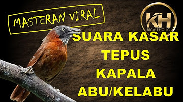 Masteran Viral Suara Kasar Tepus Kepala Abu Abu / Kelabu