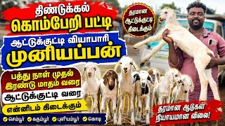 குறைந்த விலையில் ஆட்டுக்குட்டி வாங்க #குன்னத்தூர்ஆட்டுச்சந்தை #ஆட்டுக்குட்டி