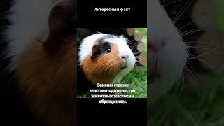 Интересный факт о законах Швейцарии